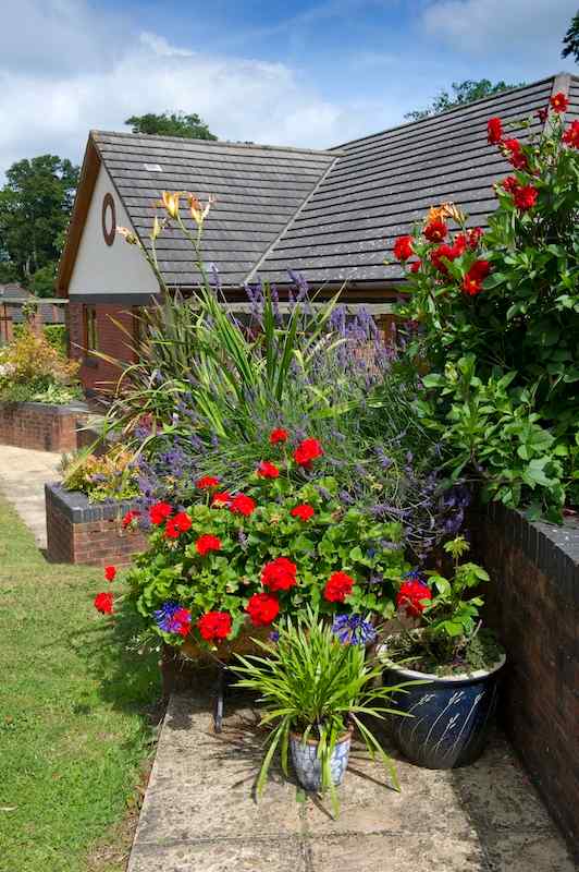 red flowers outside of Gittisham Hill House care home